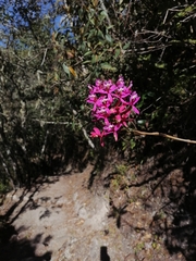Epidendrum secundum