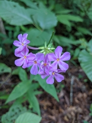 Phlox carolina