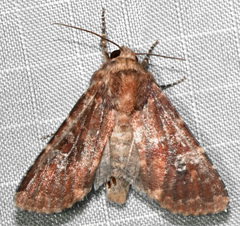 Sideridis congermana