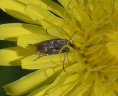 Scythris trivinctella