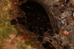 Psalmopoeus reduncus