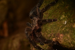 Psalmopoeus reduncus