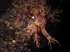 Dendronotus europaeus