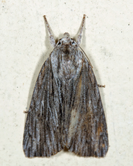 Acronicta lithospila