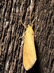 Virbia opella
