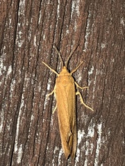 Virbia opella