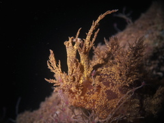Dendronotus europaeus