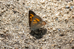 Tharsalea arota arota