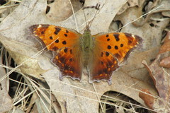 Polygonia comma