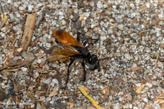 Palmodes praestans