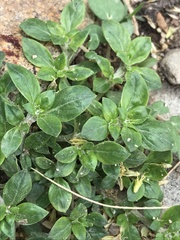 Guilleminea
