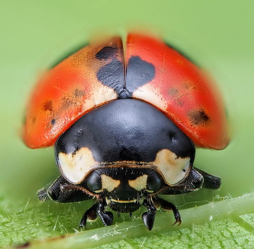 Coccinella magnifica nuotrauka