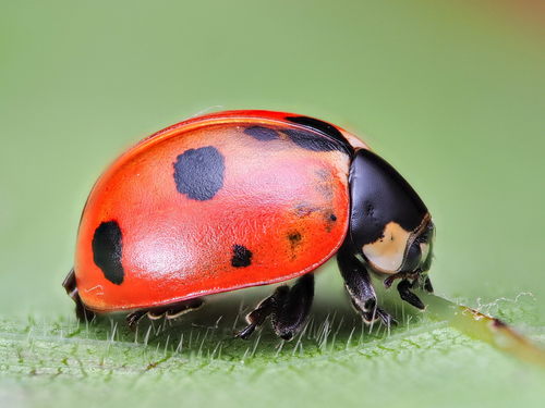 Coccinella magnifica Redtenbacher, 1843