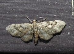Eupithecia palpata