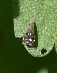 Anacampsis levipedella