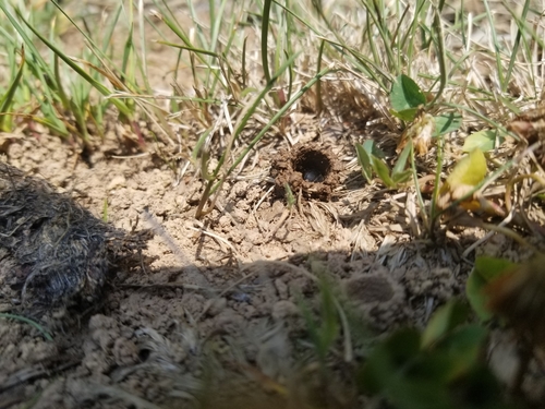 Hibiscus Turret Bee photo 5