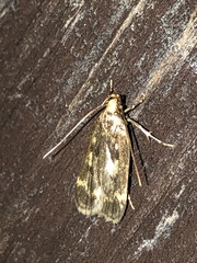 Martyringa latipennis