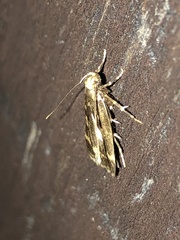 Martyringa latipennis