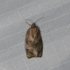 Choristoneura conflictana