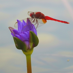 Rhodothemis rufa