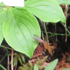 Poecilographa decora