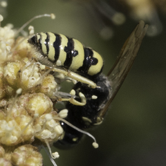 Philanthus pacificus