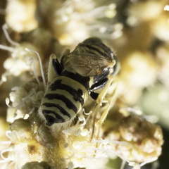 Philanthus pacificus