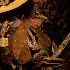 Limnonectes paramacrodon