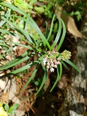 Asclepias angustifolia