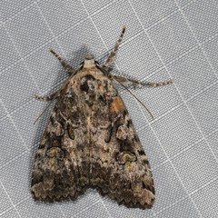 Anaplectoides pressus