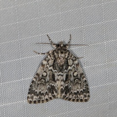 Acronicta fragilis