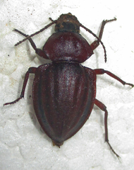 Somaticus