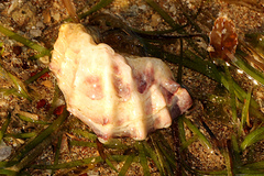 Saccostrea glomerata