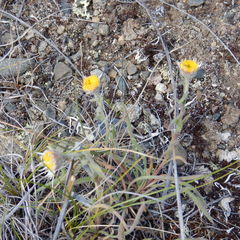 Aster alpinus vierhapperi
