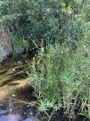 Eriocaulon decangulare image