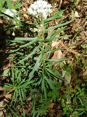 Asclepias angustifolia