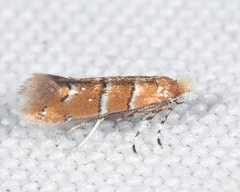 Cameraria corylisella