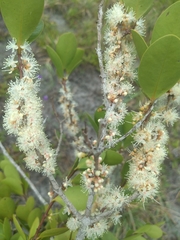 Eugenia pluriflora