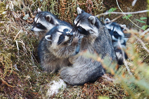 Common Raccoon