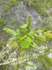 Eugenia pluriflora