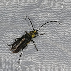 Trachysida mutabilis