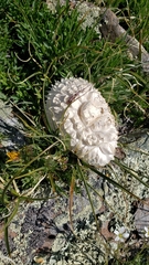 Calvatia sculpta
