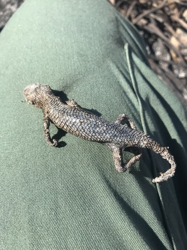 Sceloporus becki