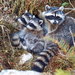 Common Raccoon - Photo (c) Paul Steeves, some rights reserved (CC BY-NC), uploaded by Paul Steeves
