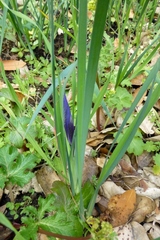 Iris macrosiphon
