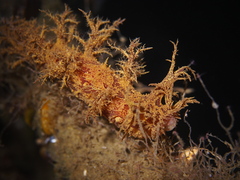 Dendronotus europaeus
