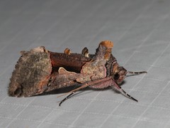 Autographa ampla