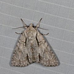 Acronicta laetifica