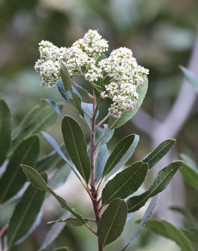 photo of Toyon (Heteromeles arbutifolia)