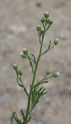 photo of Flax-leaved Horseweed (Erigeron bonariensis)